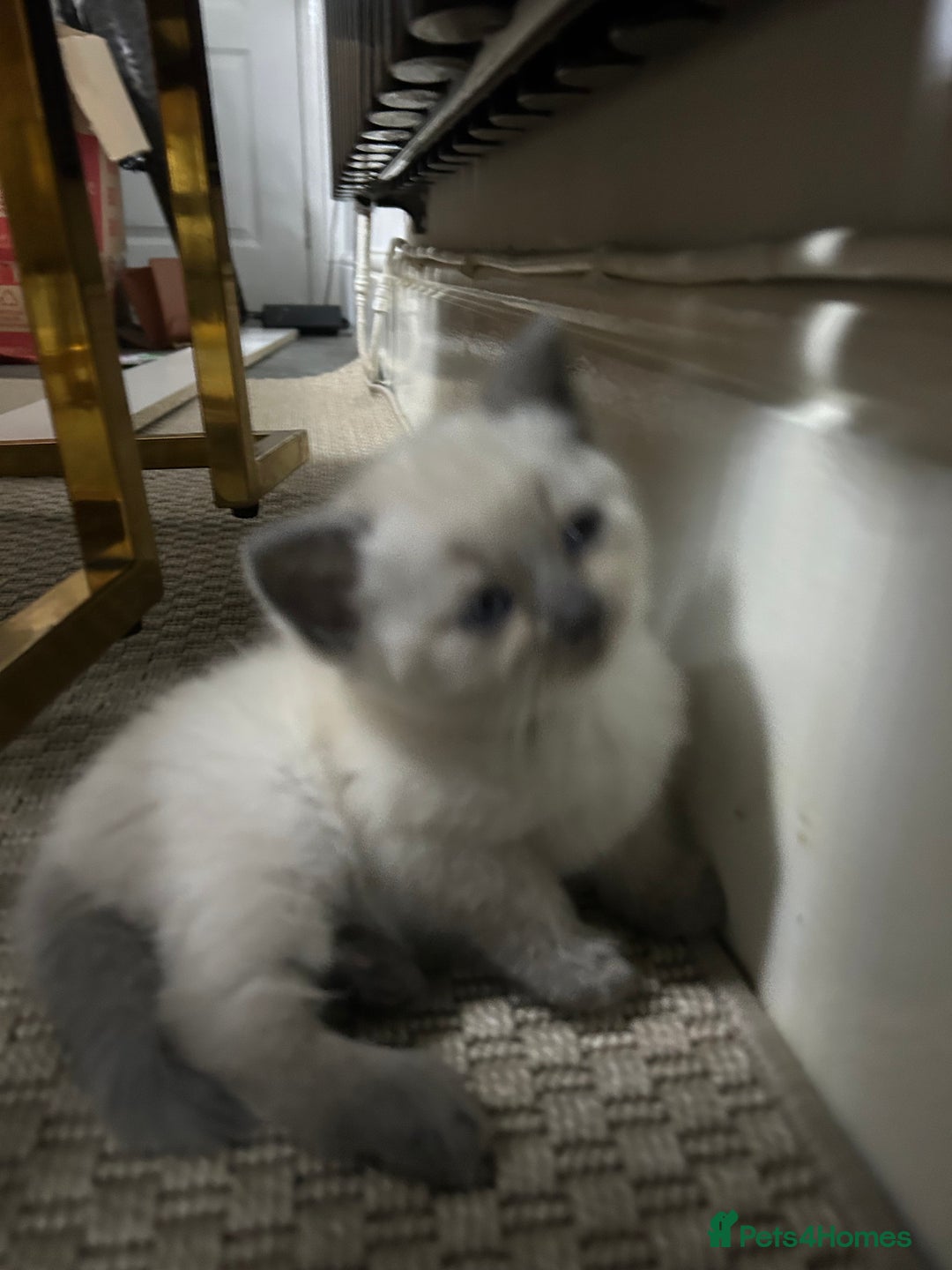 British Shorthair cats for sale: British short hair/british longhair - Image 3