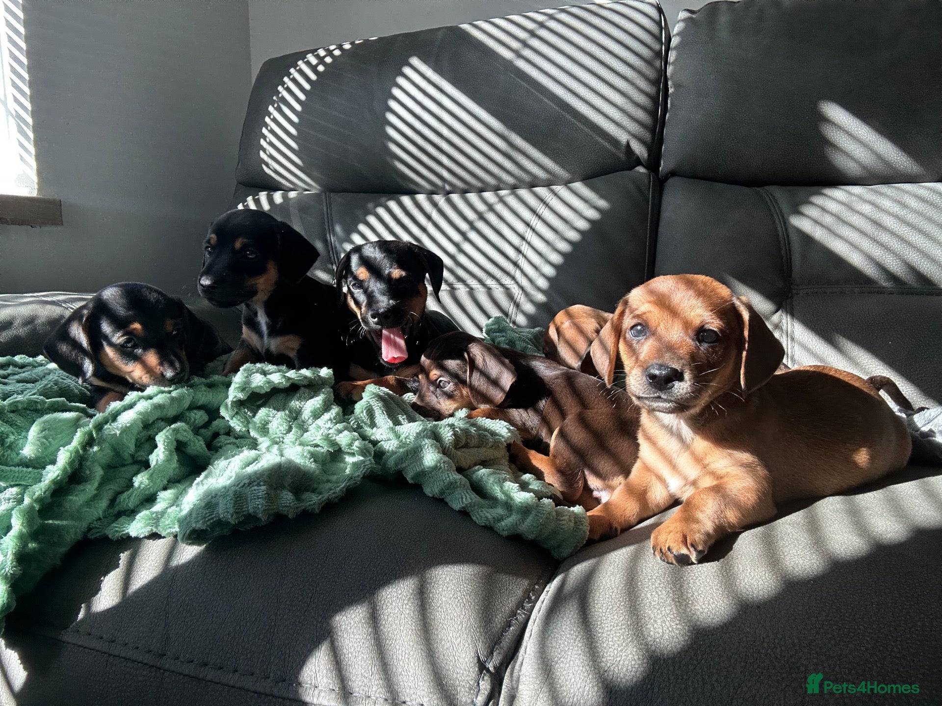 Mixed Breed dogs Ready soon! 🐾 Stunning JR / Dachshund Puppies 🐾  - Advert 2