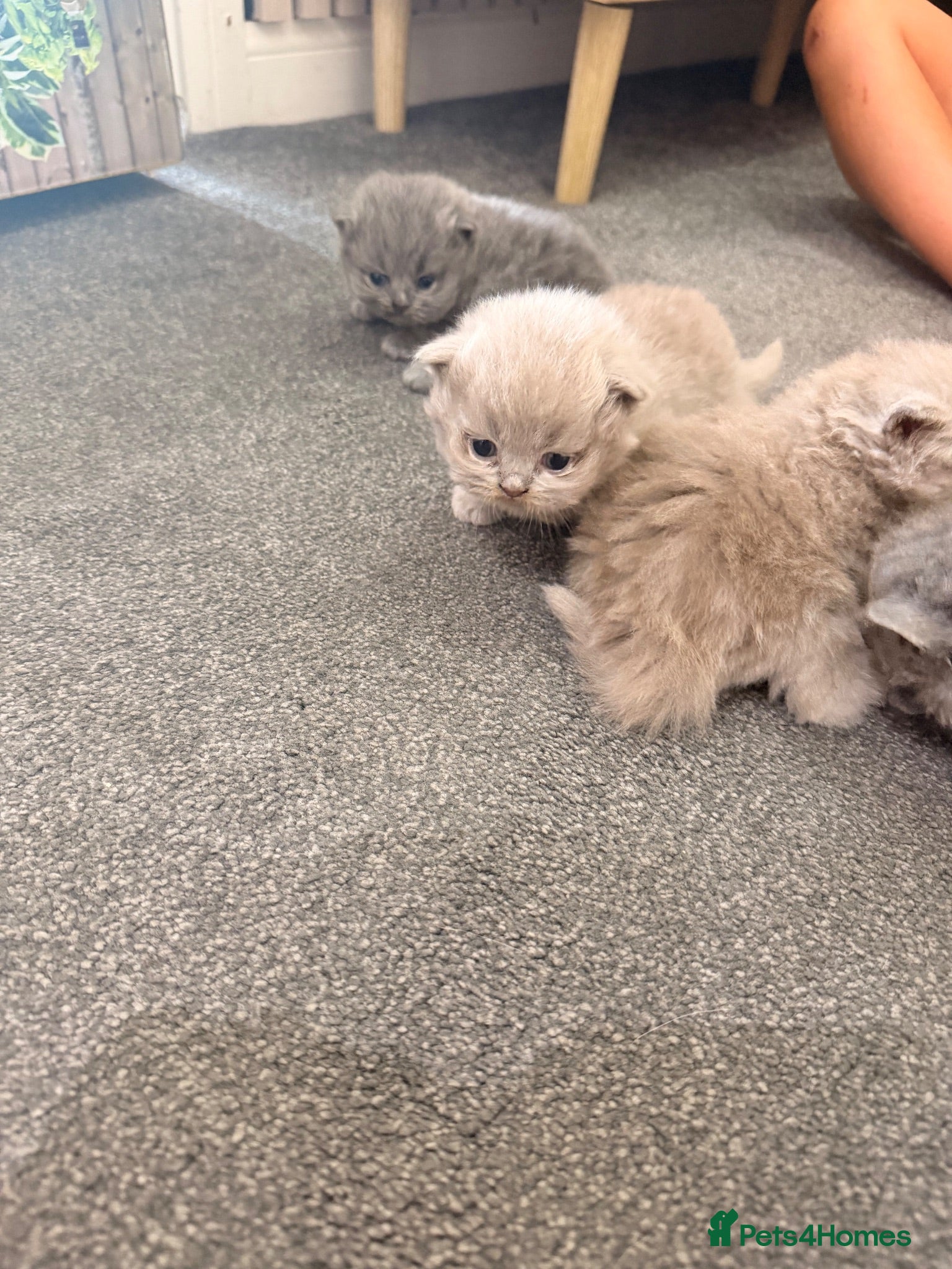 British Longhair cats Beautiful grey and lilac kittens - Advert 2