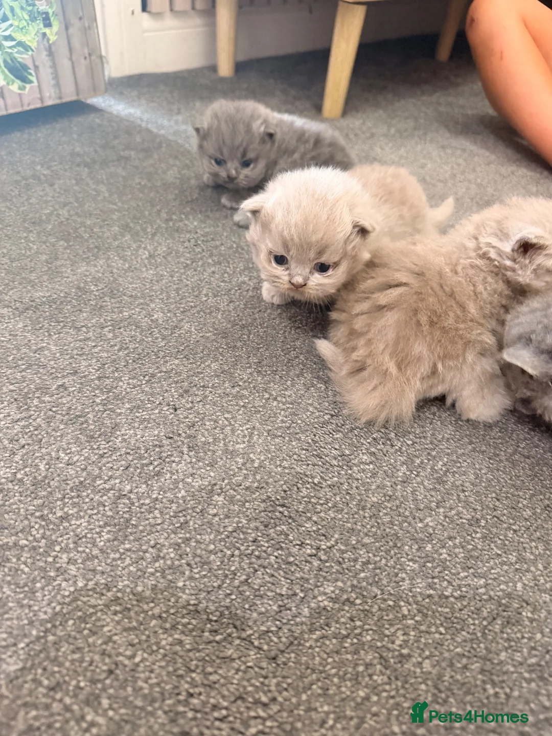 British Longhair cats for sale: Beautiful grey and lilac kittens - Advert 2