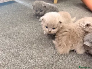 British Longhair cats Beautiful grey and lilac kittens - Advert 2