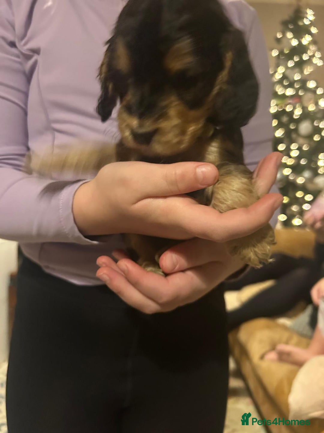 Cocker Spaniel dogs for sale: Princess cockers for sale  - Advert 9