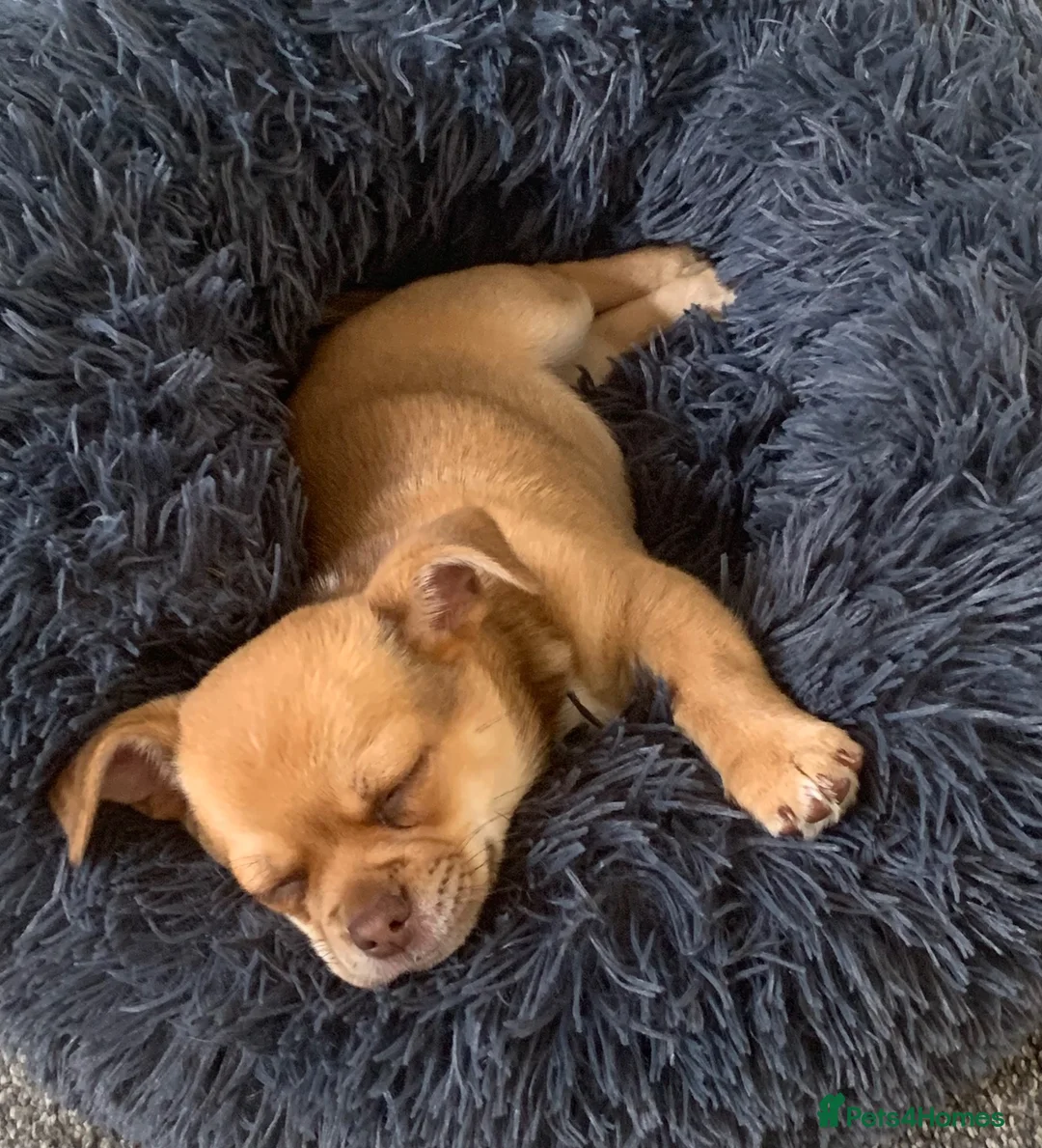 Chihuahua dogs for sale: Chihuahua boy - Advert 6
