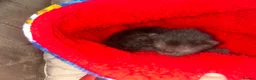 Mixed Breed cats for sale: 4 beautiful kittens  - Advert 3