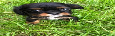 Cavalier King Charles Spaniel 1