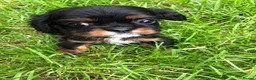 Cavalier King Charles Spaniel dogs for sale: Cavalier King Charles puppies  - Advert 31