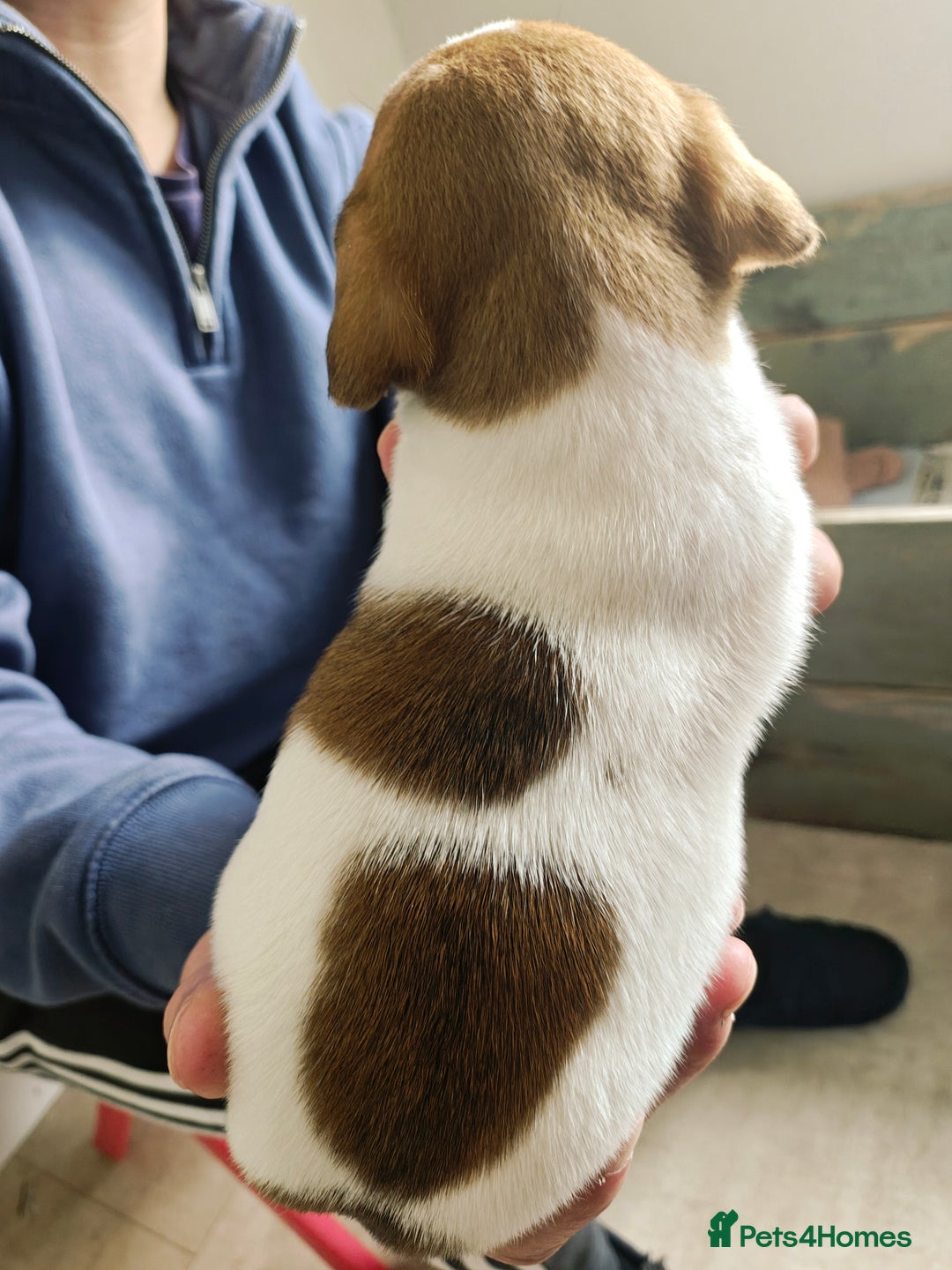 Jack Russell dogs for sale: Jack Russell puppies  - Image 11