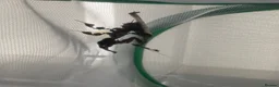 Mixed Breed invertebrates for sale: Mantis, millipedes , isopods , stick insects/eggs - Advert 3