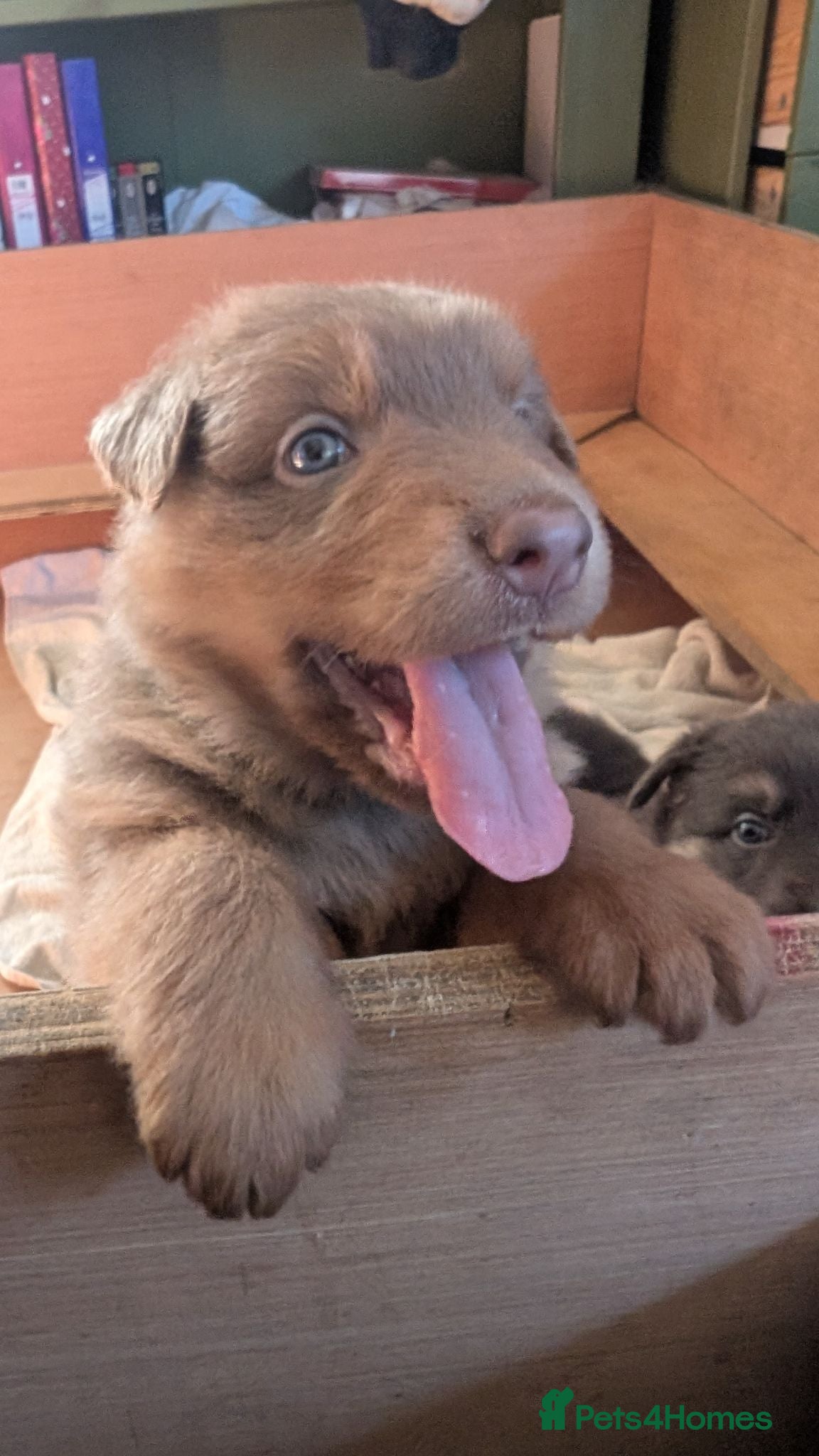 German Shepherd dogs Blue tan, blue sable Isabella German shepherd pups - Advert 2