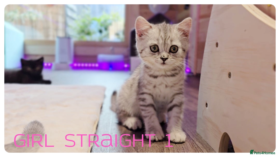 Scottish Fold cats for sale: SCOTTISH FOLD KITTENS ( DELIVERY  AVAILABLE) - Image 22