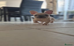 French Bulldog dogs for sale: Beautiful French bulldog  - Image 2