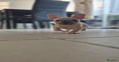 French Bulldog dogs - Advert 11