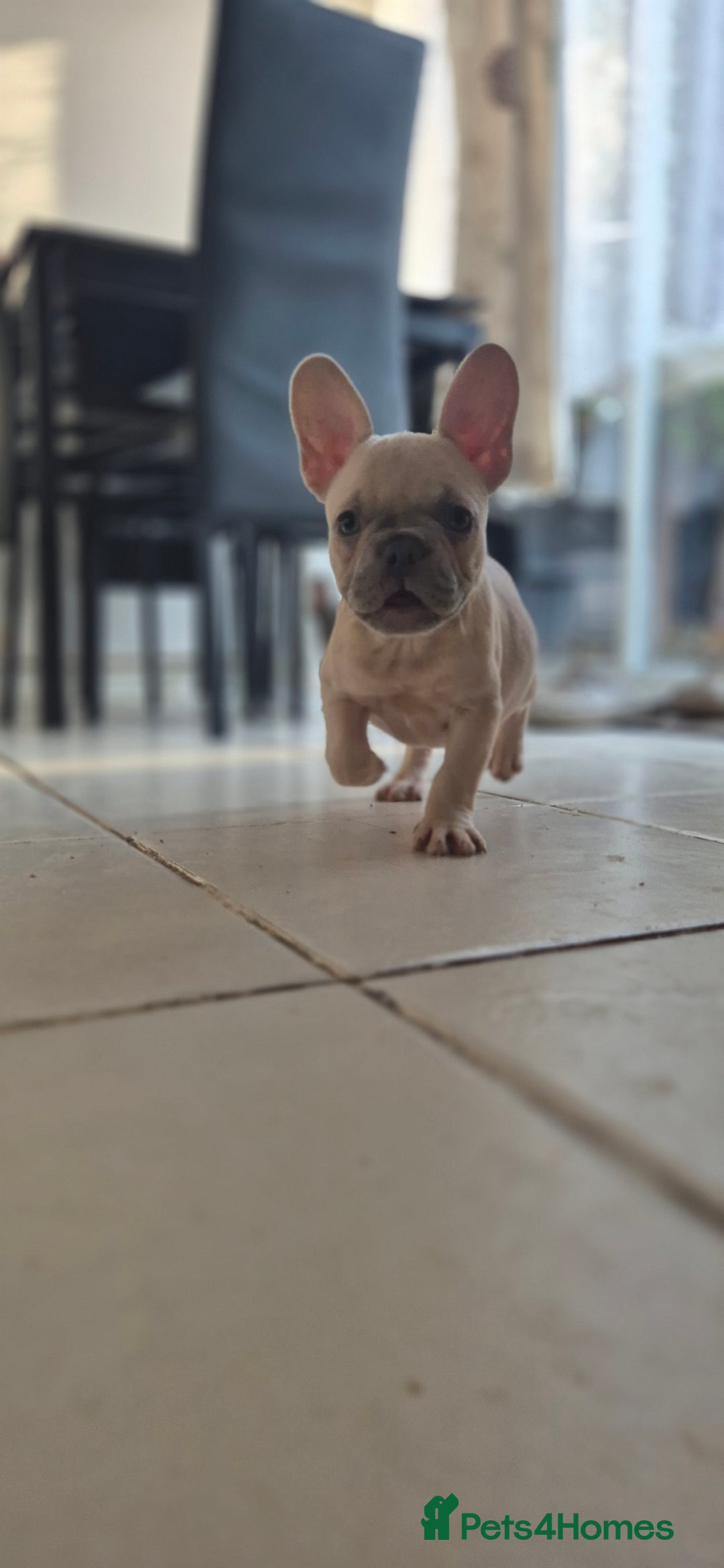 French Bulldog dogs for sale: Beautiful French bulldog  - Image 2