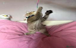 British Shorthair cats for sale: BSH champion lines - Image 7