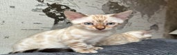 Bengal cats for sale: BENGAL - 1 MALE SEAL LYNX KITTEN AVAILABLE - Advert 3