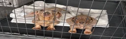 Miniature Dachshund dogs for sale: Miniature Dachshund puppies  - Advert 3