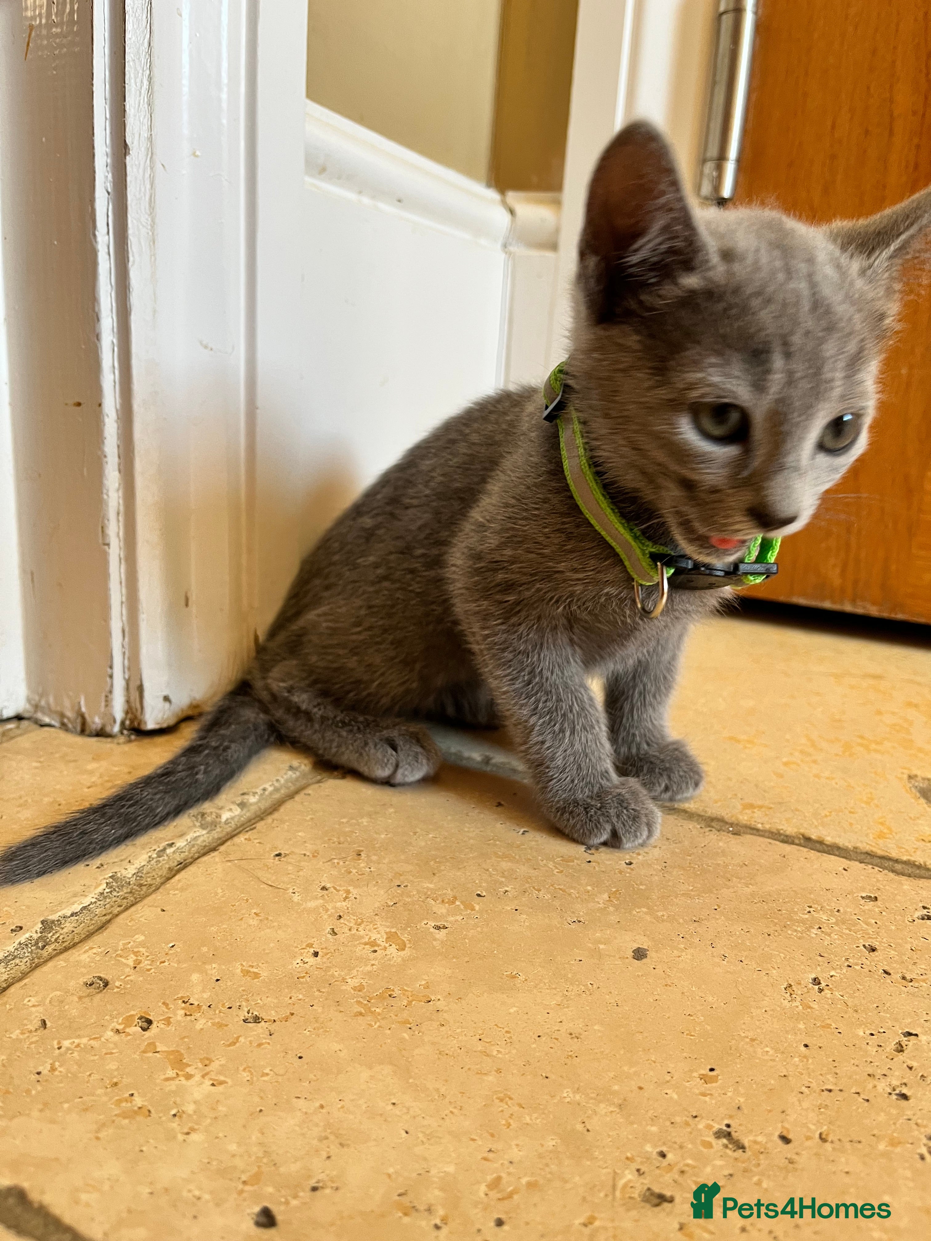 Russian Blue cats 5 Beautiful Russian Blue Kittens - Advert 2