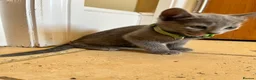 Russian Blue cats for sale: 5 Beautiful Russian Blue Kittens - Advert 18