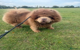 Chow Chow dogs for sale: Russian Lilac male chow chow - Image 5