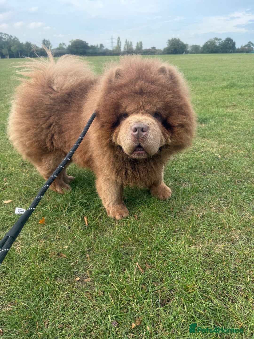 Chow Chow dogs for sale: Russian Lilac male chow chow - Image 5