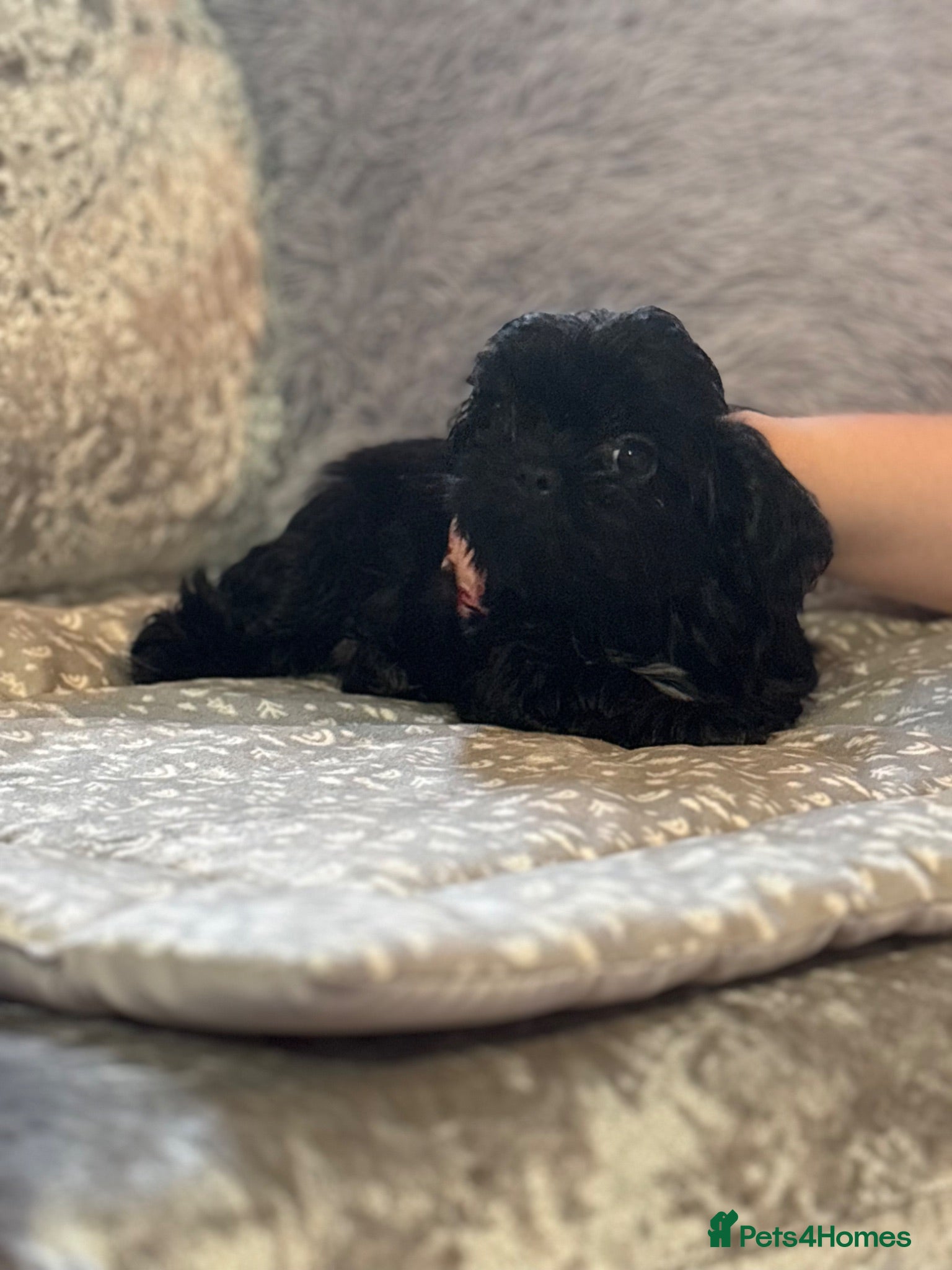 Shih Tzu dogs Ready KC Reg & DNA Health Tested - Advert 2