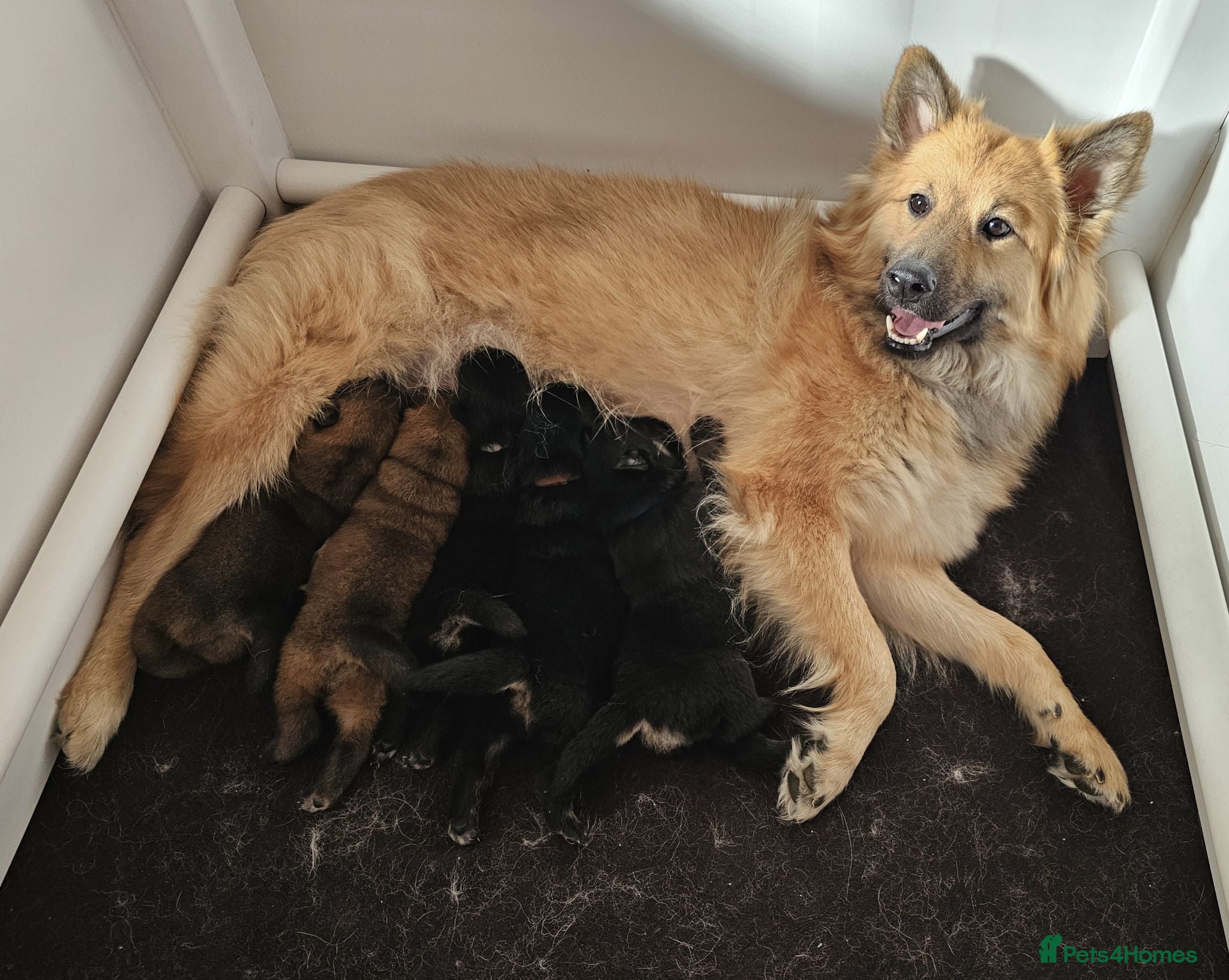 Eurasier dogs Kennel Club Registered Eurasier Puppies - Advert 5