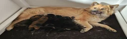 Eurasier dogs for sale: Kennel Club Registered Eurasier Puppies in Northampton - Advert 1