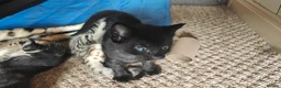 Mixed Breed cats for sale: Beautiful half Bengal kittens available - Advert 18