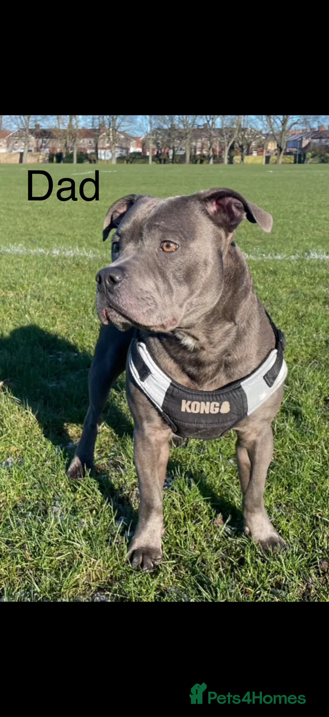 Staffordshire Bull Terrier dogs for sale: NOT KC REGISTERED BLUE STAFFORDSHIRE BULLTERRIER - Advert 2