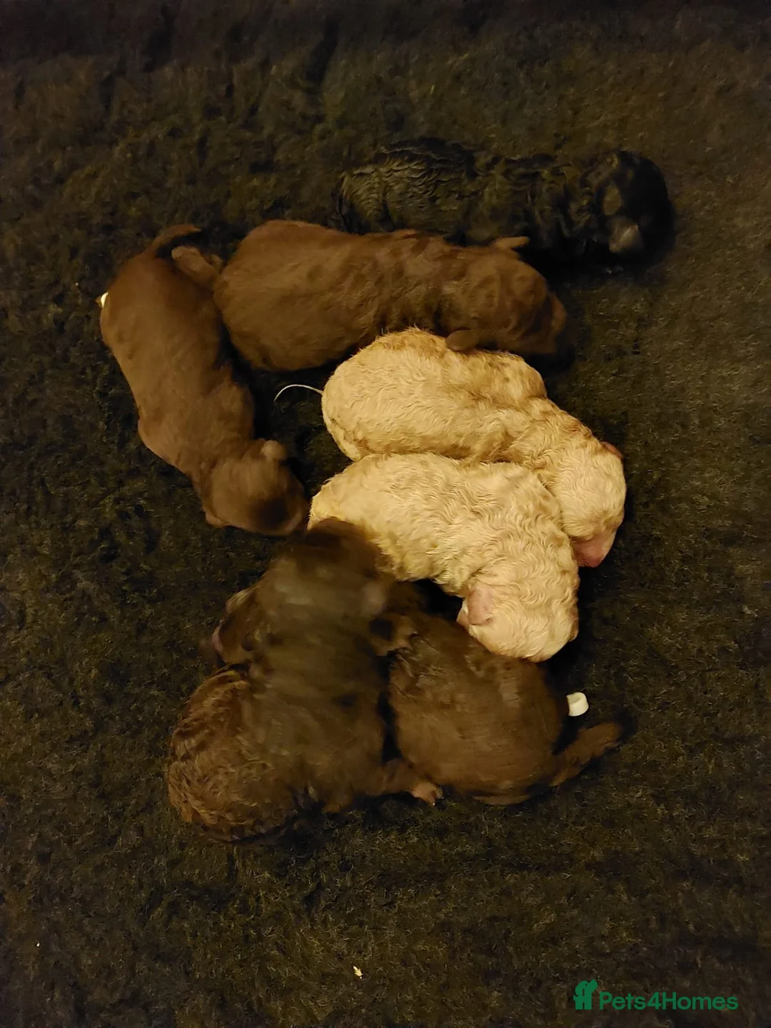 Miniature Poodle dogs for stud: Well PROVEN STUD Archie Minature Poodle  in Chard - Advert 11