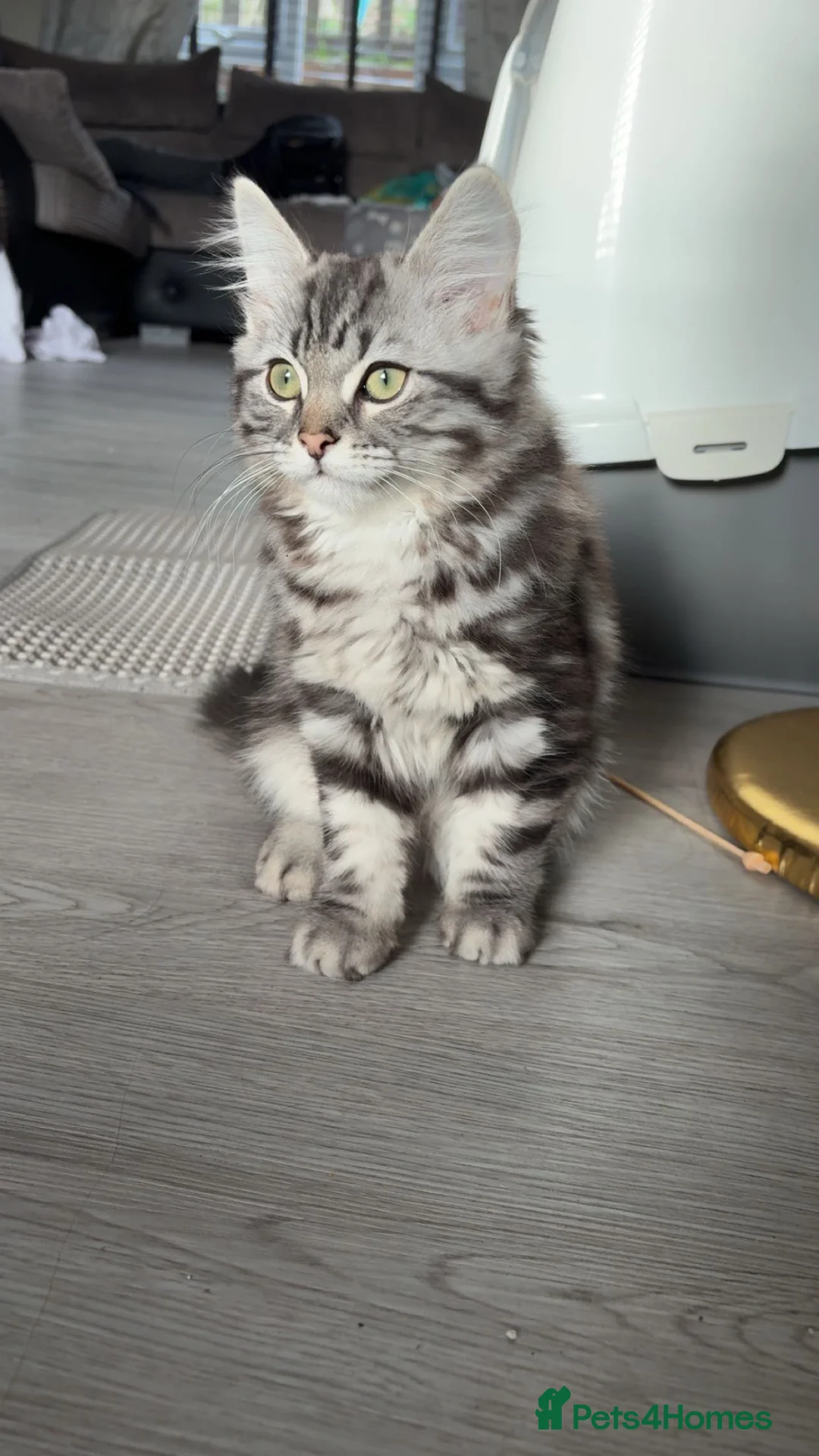 British Shorthair cats for sale: Russian blue X Silver tabby BSH kitten for sale - Advert 1