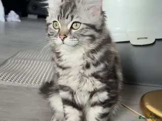 British Shorthair cats Russian blue X Silver tabby BSH kitten for sale - Advert 9