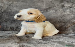 Cocker Spaniel dogs for sale: KC Show Type Cocker Spaniel Pups - Family Home  - Image 4