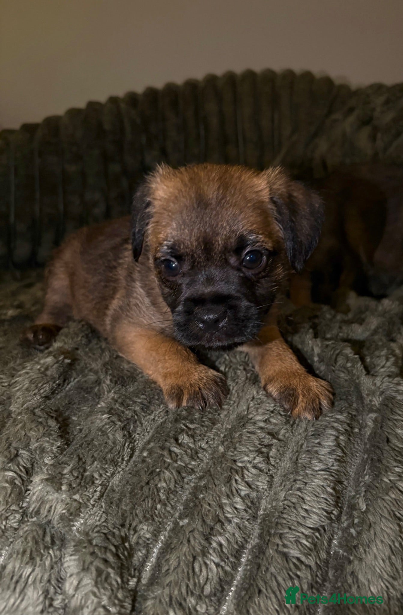 Border Terrier dogs Gorgeous Pure Border Terrier Puppies - Advert 8