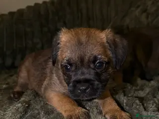 Border Terrier dogs Gorgeous Pure Border Terrier Puppies - Advert 8