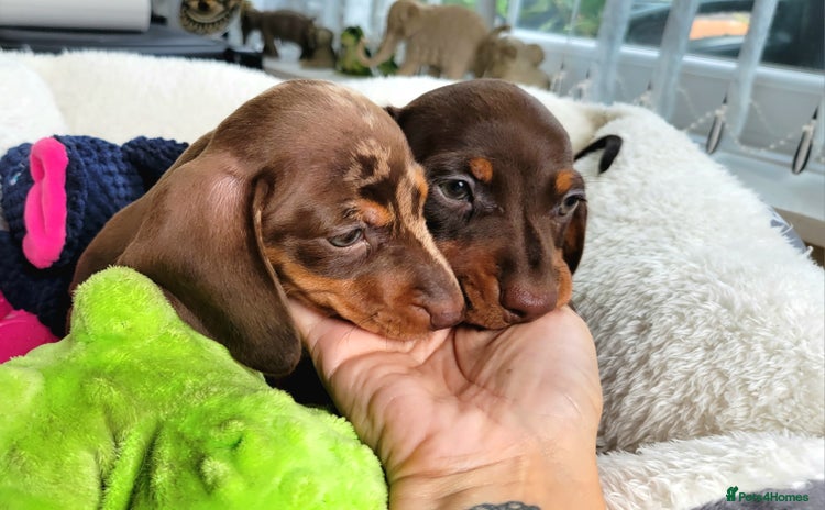 Dachshund dogs - Advert 2