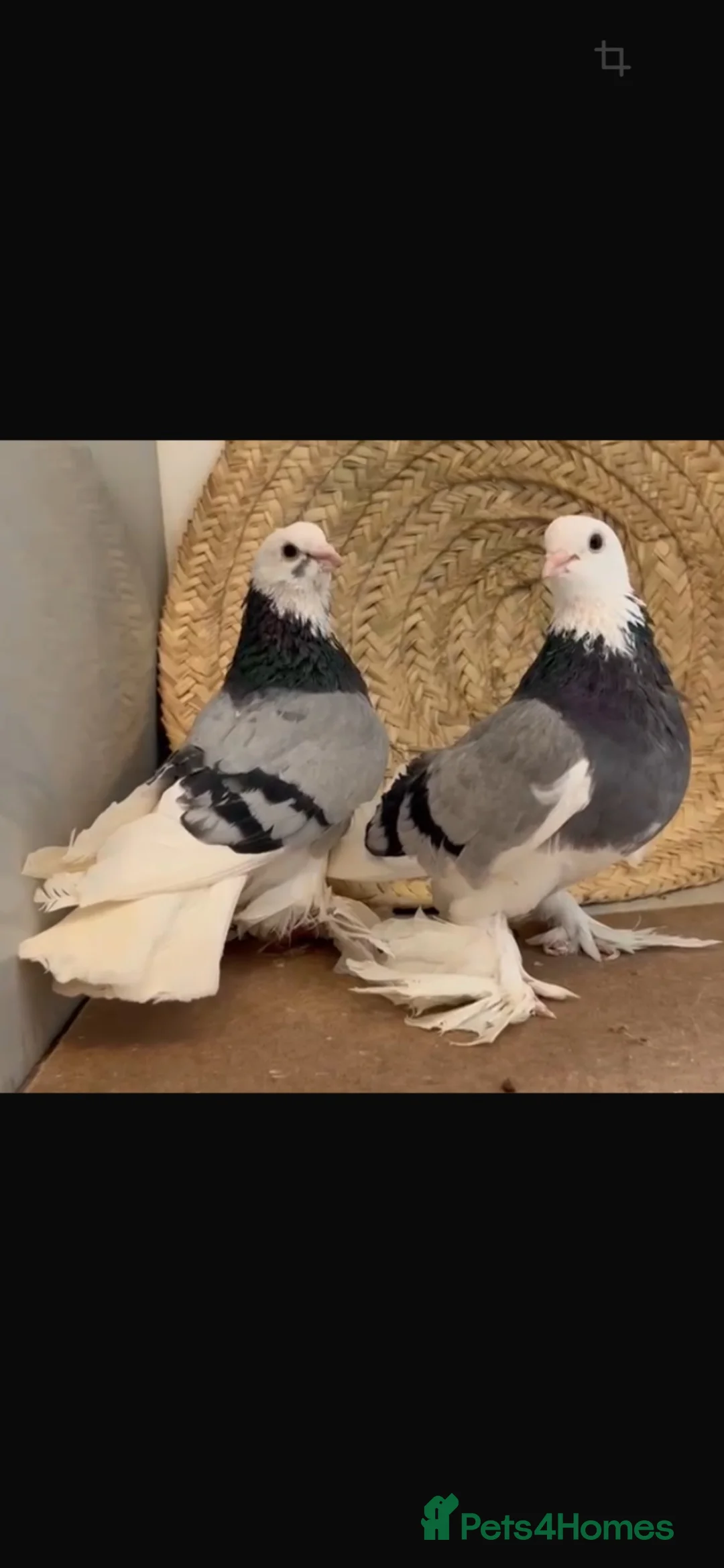 Pigeons birds for sale: UZBEK ORIGINAL and TURKISH PIGEON in Northolt - Advert 9