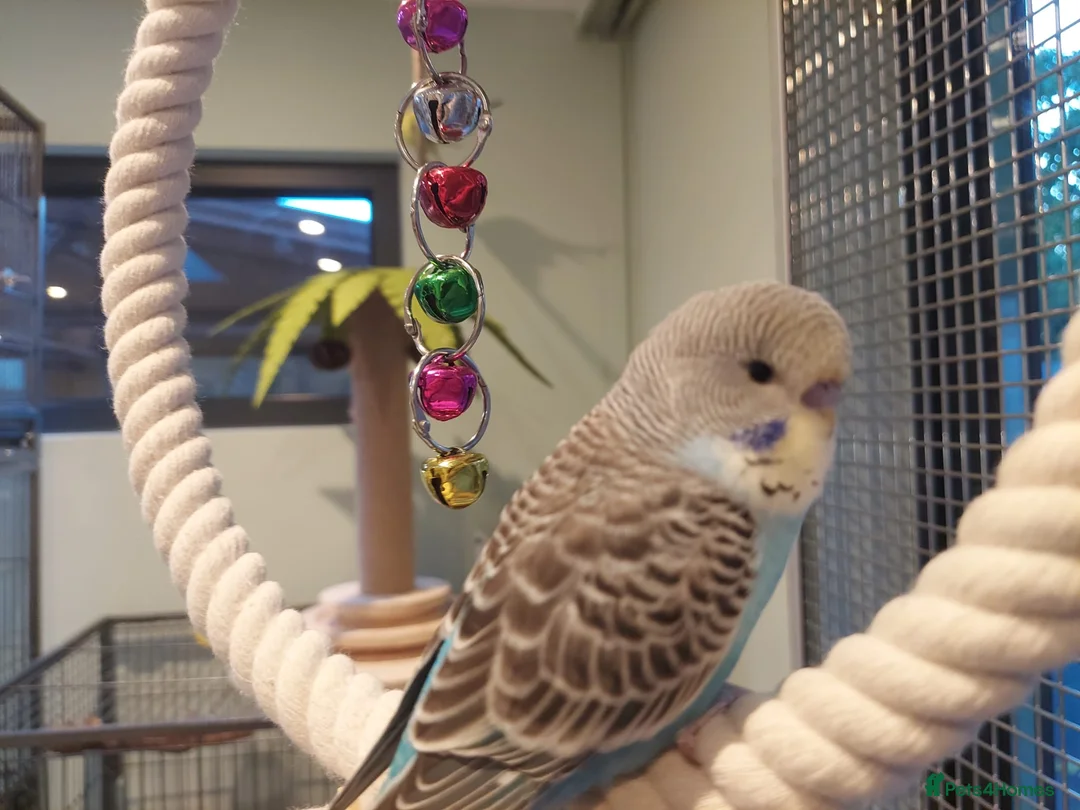 Budgerigars birds for sale: Hand tamed Budgies - Advert 10