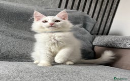 Maine Coon cats for sale: Maine Coon Kittens TICA Registered Cattery  - Image 25