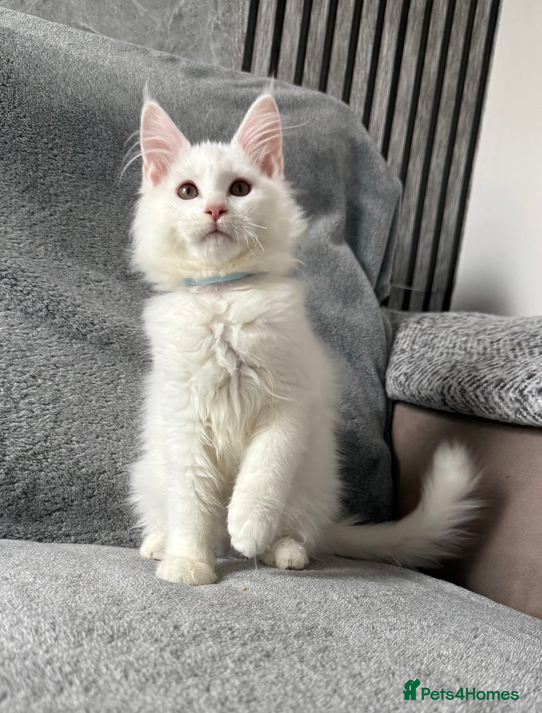 Maine Coon cats for sale: Maine Coon Kittens TICA Registered Cattery  - Image 25