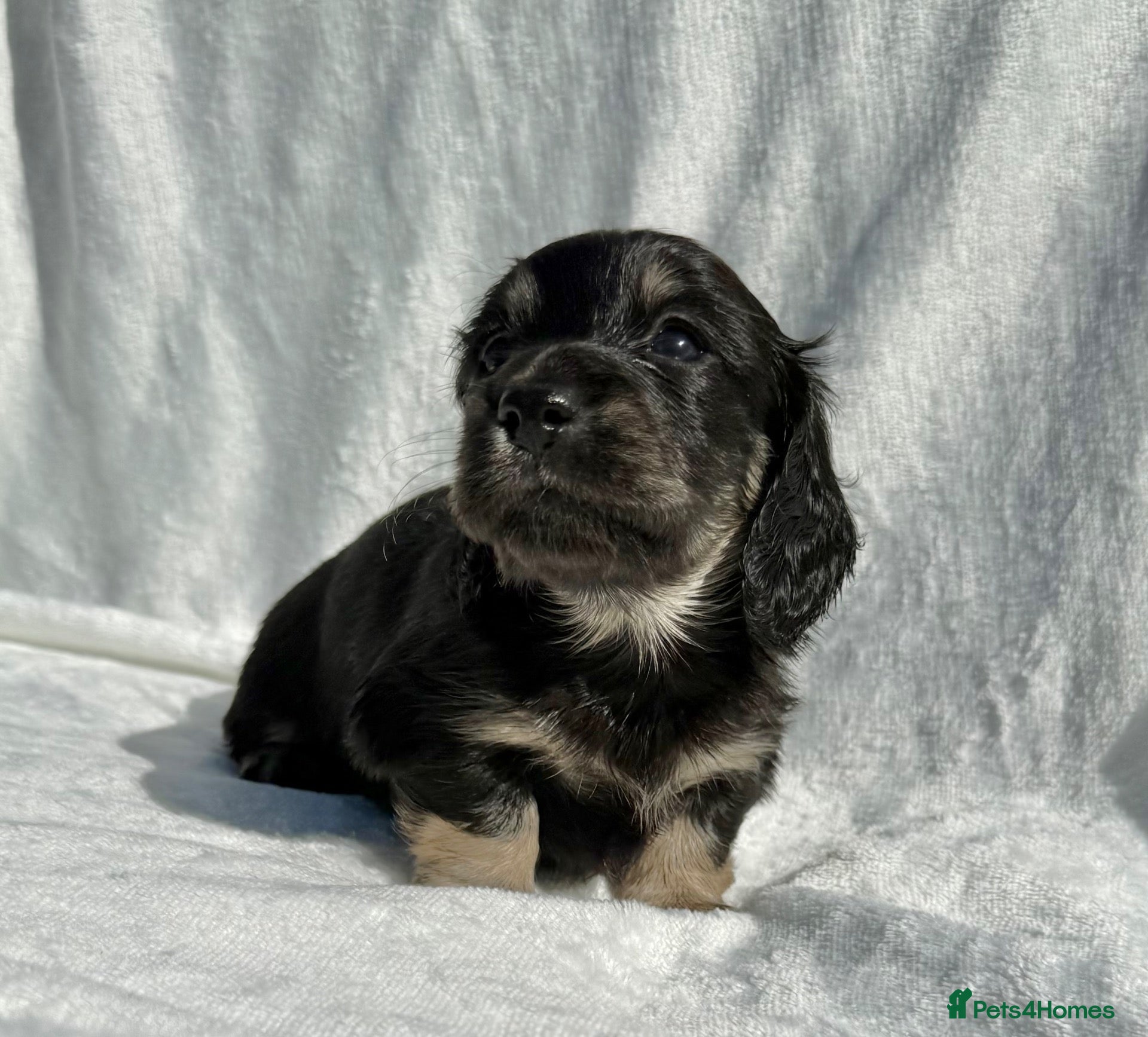 Miniature Dachshund dogs Beautiful English cream long hair mini dachshunds - Advert 2