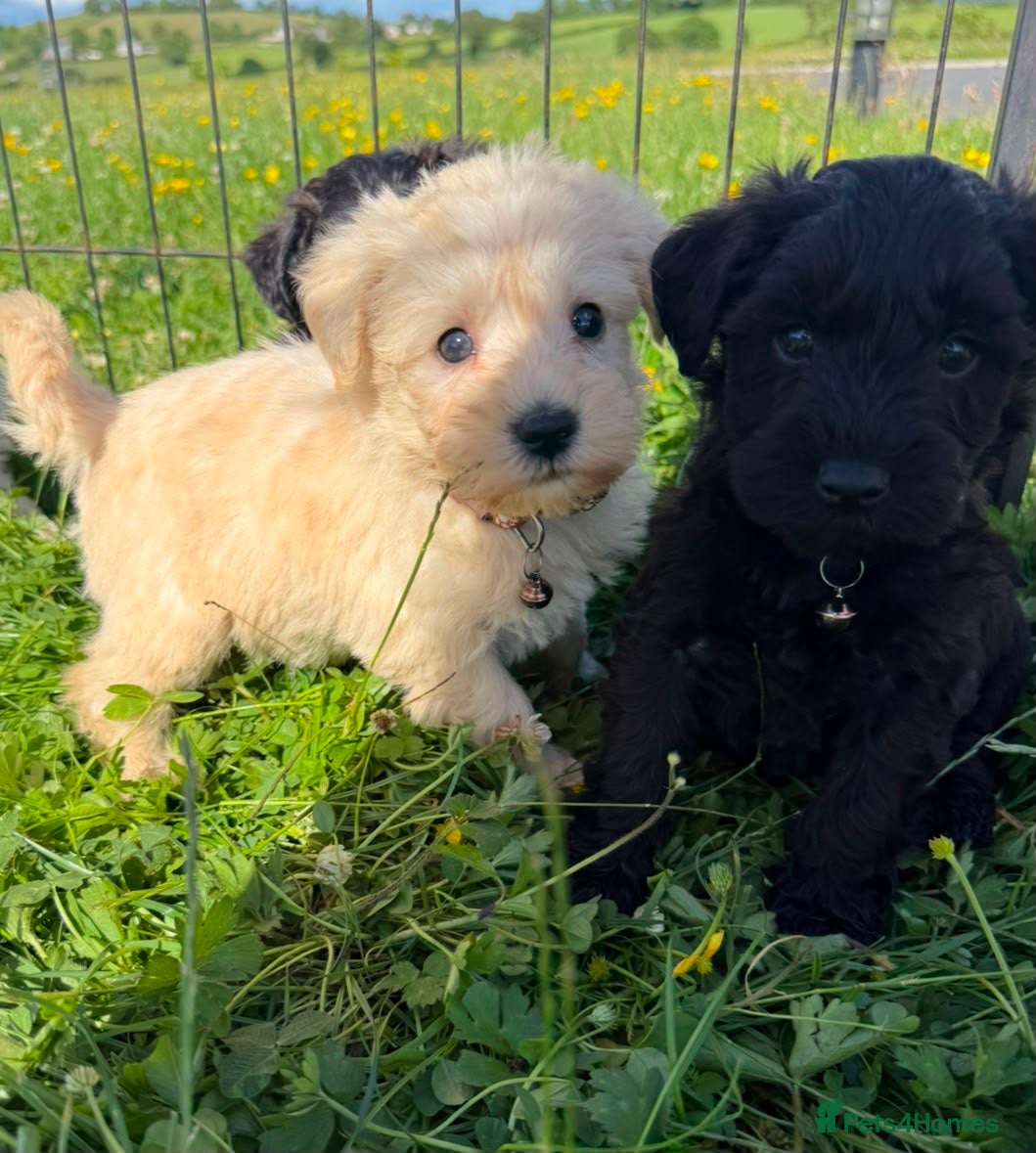 Schnoodle dogs Toy Schnoodle Puppies (Mini Schnauzer x Toy Poodle - Advert 18