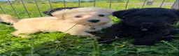 Schnoodle dogs for sale: Toy Schnoodle Puppies (Mini Schnauzer x Toy Poodle - Advert 1