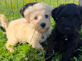 Schnoodle dogs Toy Schnoodle Puppies (Mini Schnauzer x Toy Poodle - Advert 18