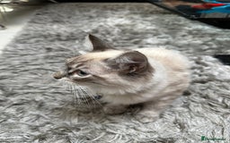 Ragdoll cats for sale: Ragdoll Lynx Blue point male - Image 7