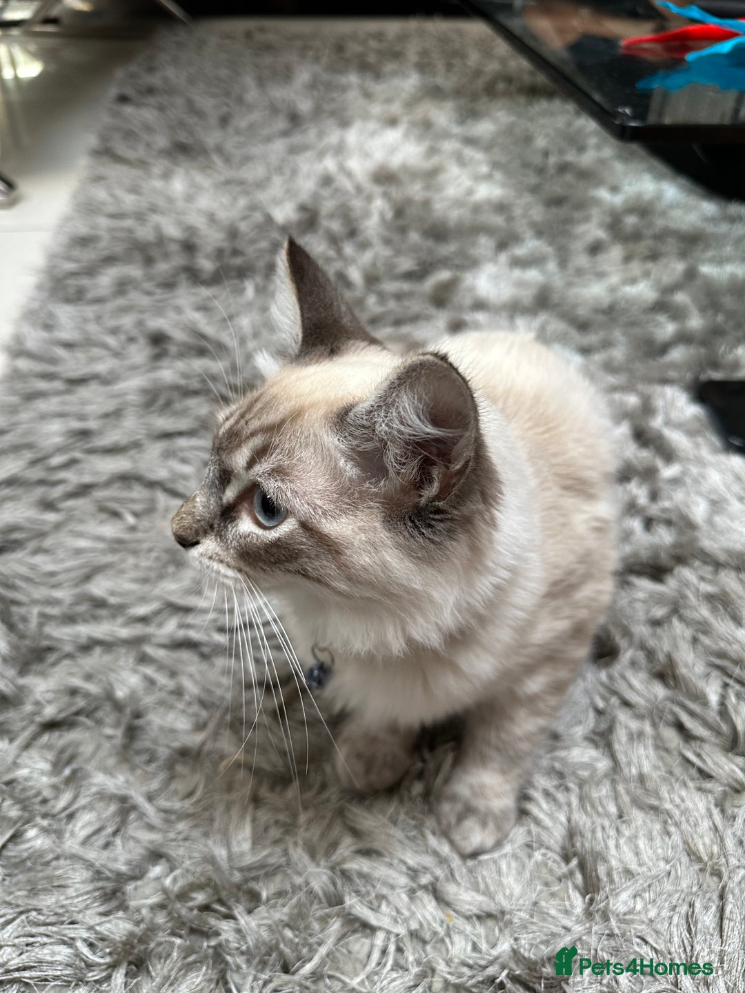 Ragdoll cats for sale: Ragdoll Lynx Blue point male - Image 7