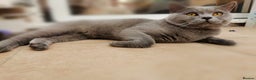 British Shorthair cats for stud: GCCF Registered Active, Blue Cat For Stud. in Sheffield - Advert 9