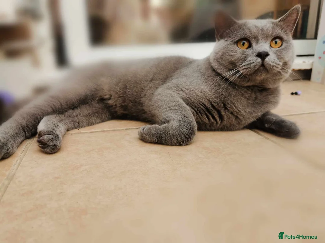 British Shorthair cats for stud: GCCF Registered Active, Blue Cat For Stud. in Sheffield - Advert 9