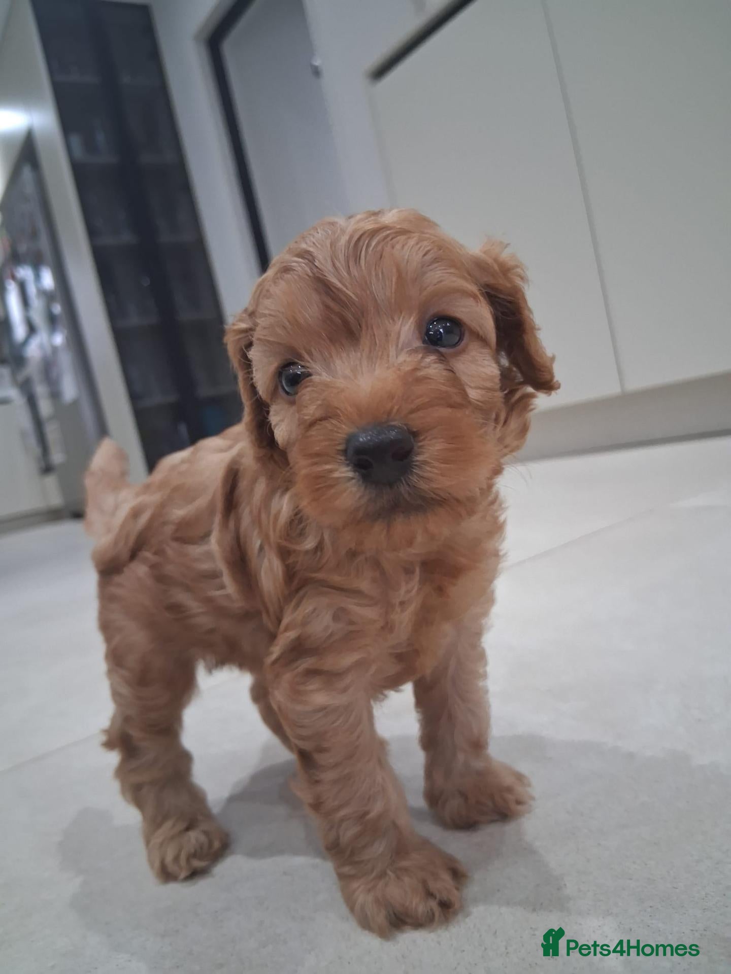 Cockapoo dogs F1b Cockapoo Puppies - Only 1 Boy left! - Advert 17