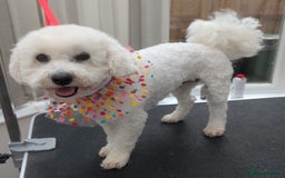 Poochon dogs for sale: Stunning F1 Toy Poochon Puppies BOYS - Image 18